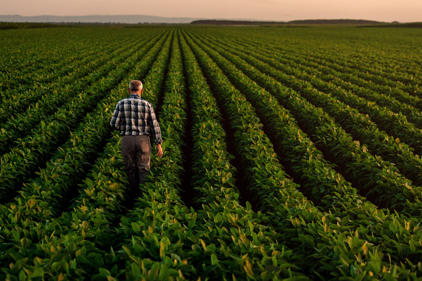 Living Organic Fertilizer